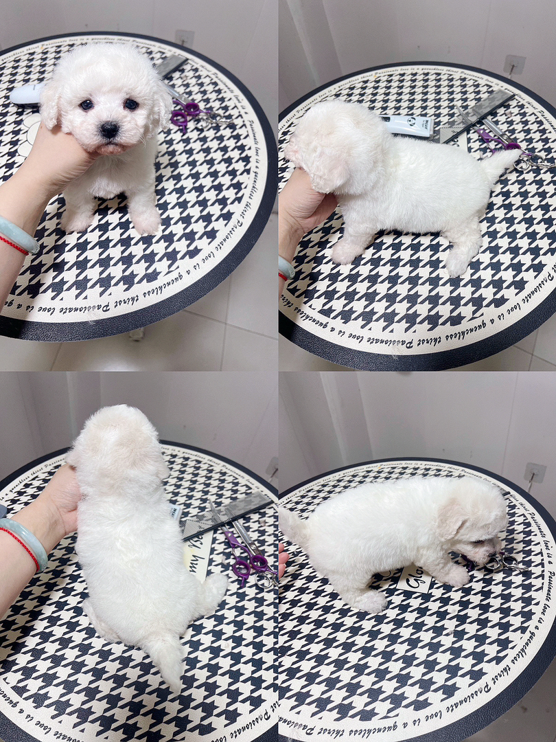比熊幼犬,呆萌可爱,毛发蓬松,最佳陪伴宠物