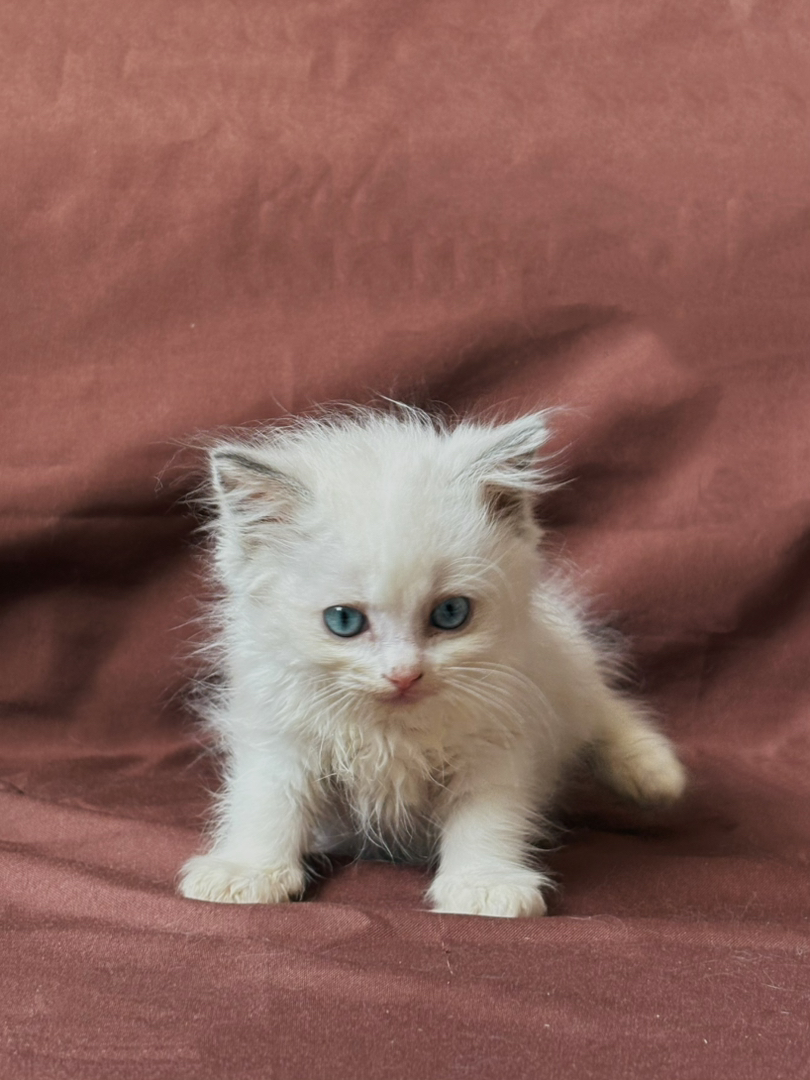 布偶猫幼崽，蓝眼白毛颜值高，温顺可爱，宠物新宠