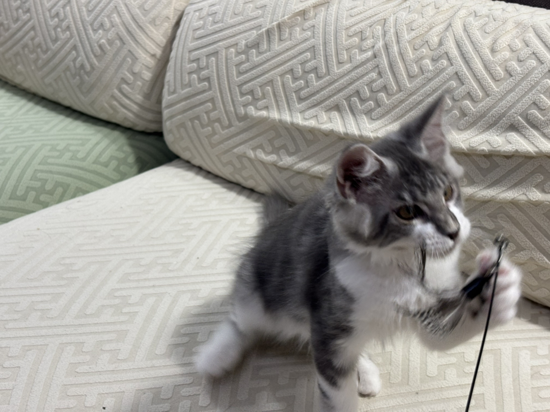 银虎加白缅因猫幼崽，颜值爆表，性格温柔，养宠首选