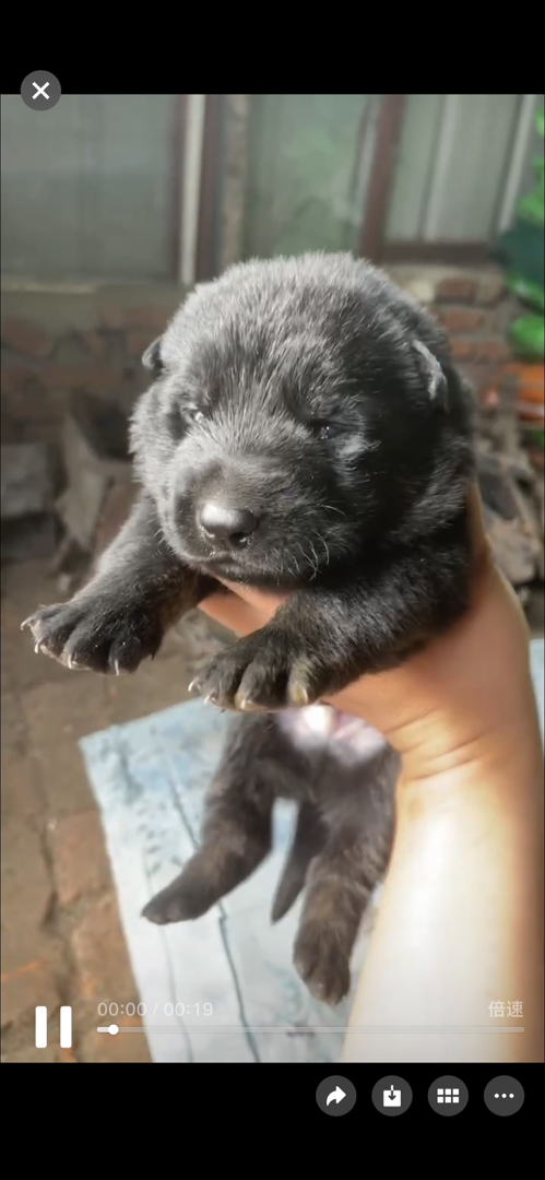双血统无证东德牧羊犬，阿瑞斯儿子搭配克里斯孙女出的，6公2母