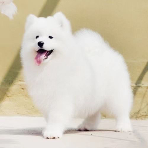 超级熊版大骨量萨摩耶❤️大骨量❤️不是低端货