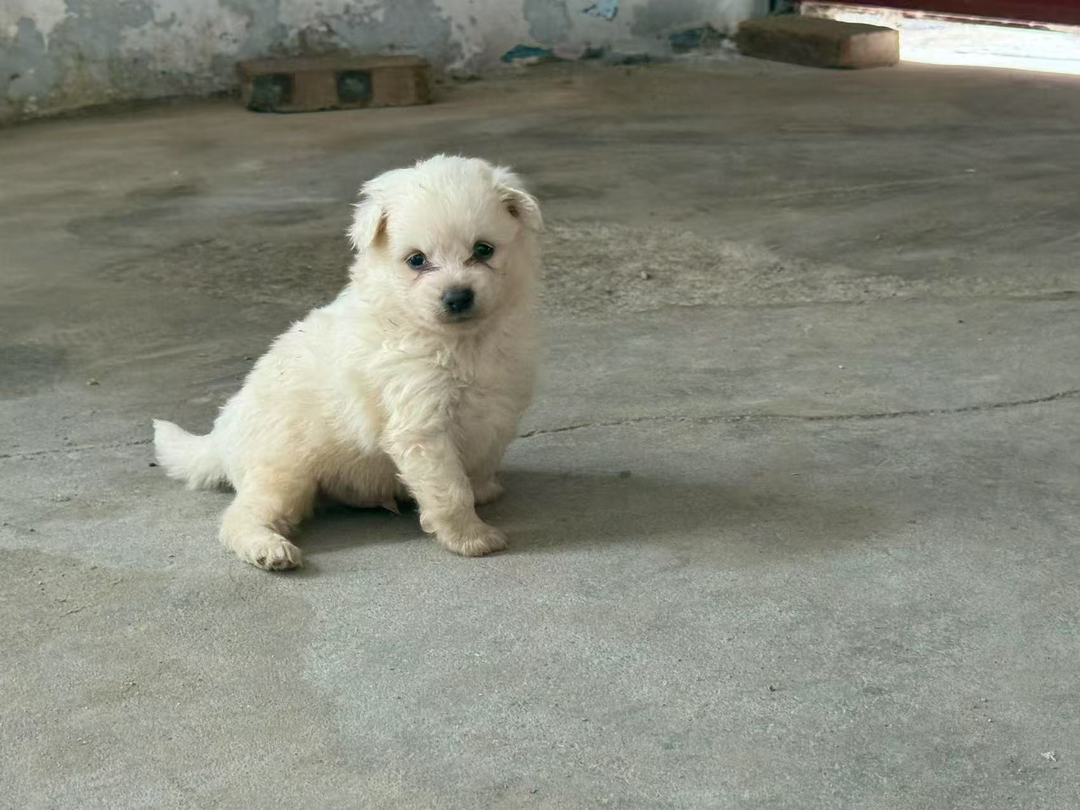 可爱比熊幼犬两个多月大量有货,犬舍一首货源