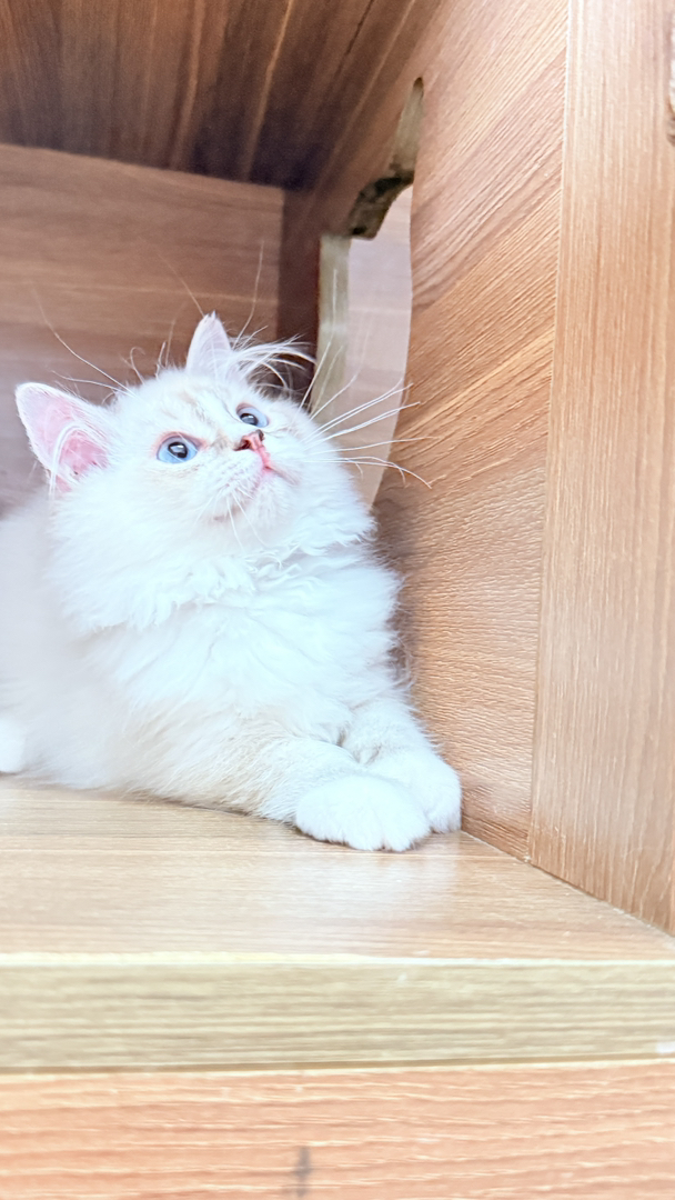 重点色仙女猫,长毛蓬松蓝眼,温顺可爱,家庭陪伴高颜值萌宠