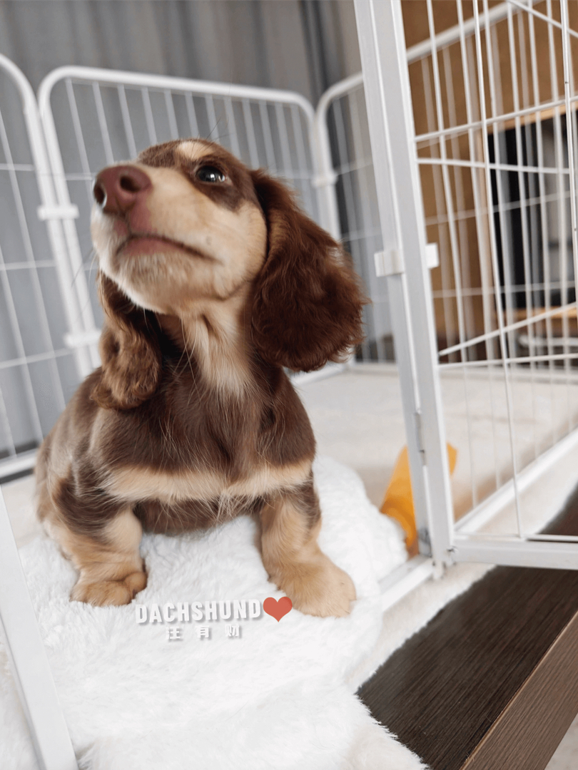 三个月巧奶弟弟。血统纯正，种公级别，骨量惊人堆堆袜