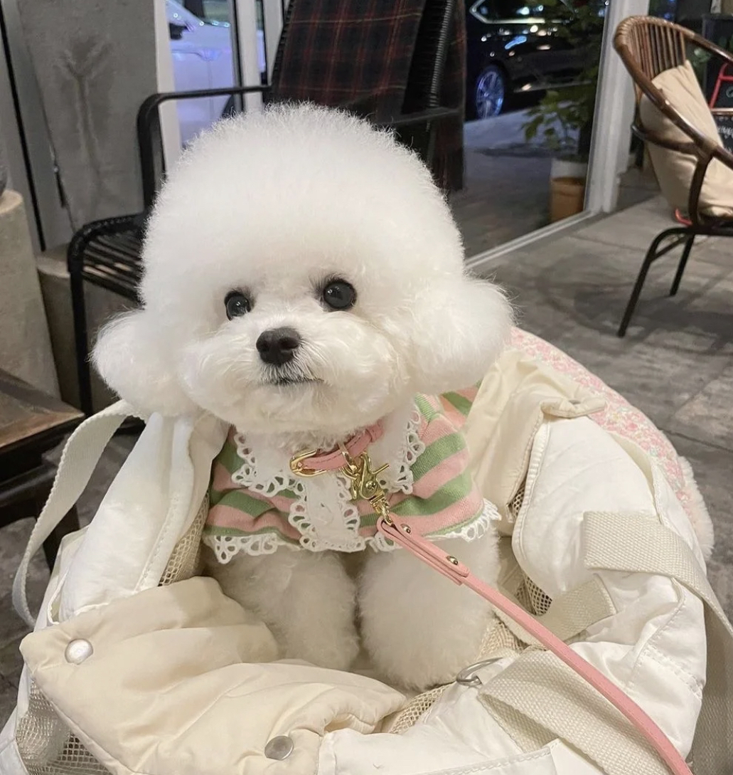 高端网红比熊❤️可以开视频看狗