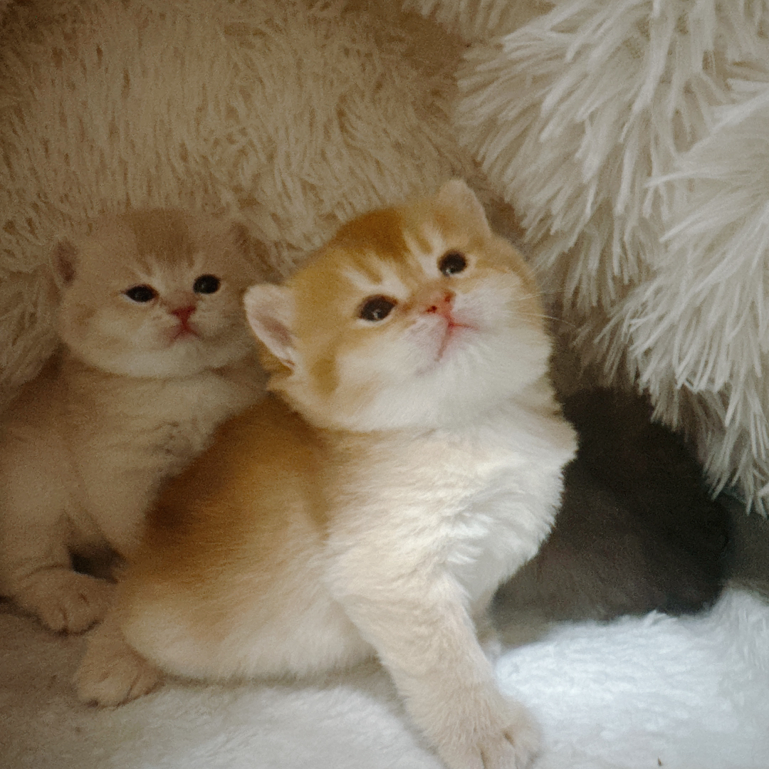 家里的猫自己生了四只，现在剩下一只母猫小可爱