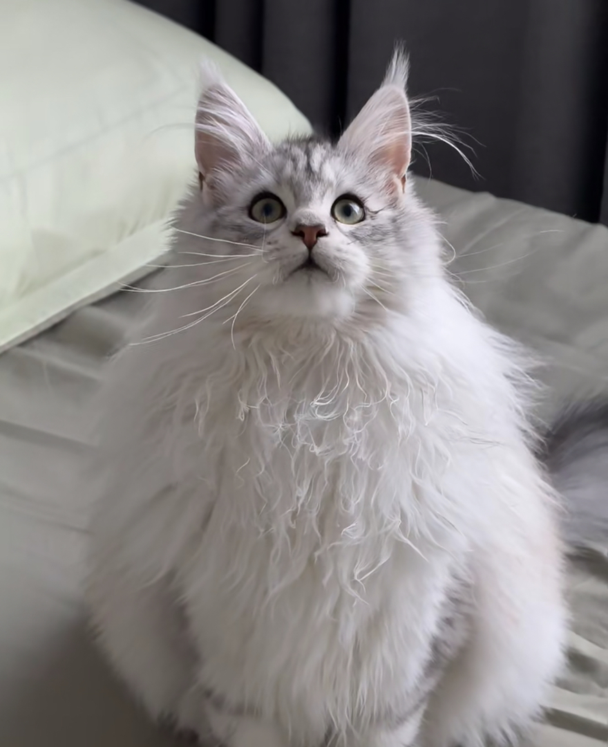 超级大骨量银虎斑缅因猫❤️平台推荐