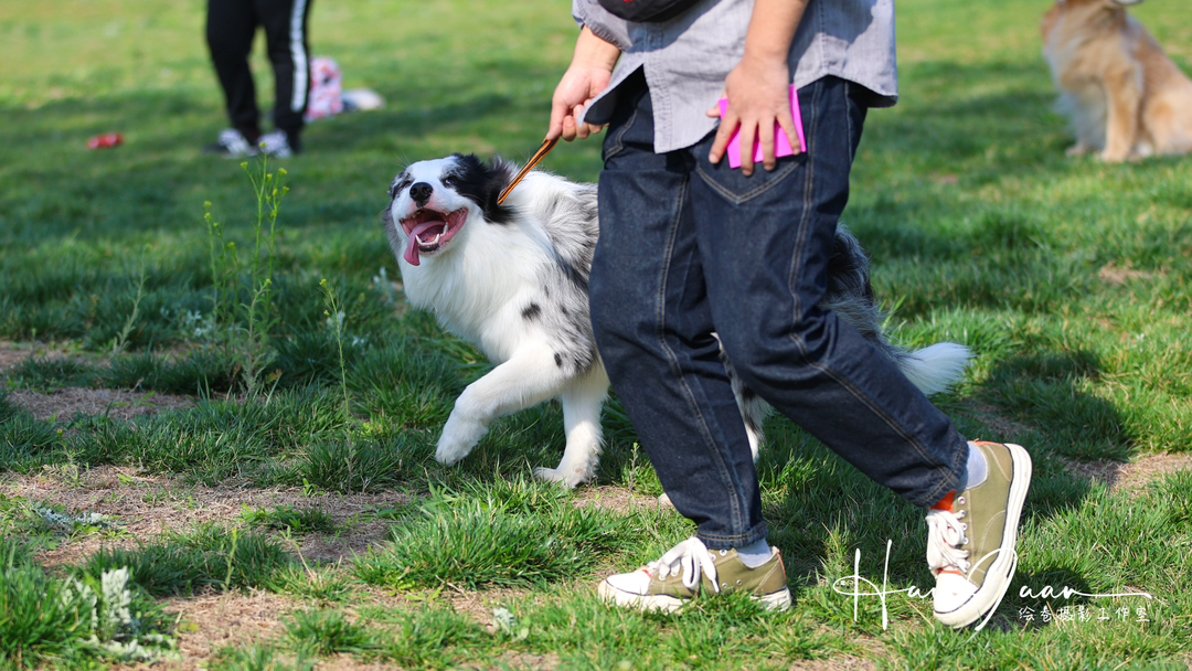 出售成犬边牧。公母都有。都是颜值巅峰