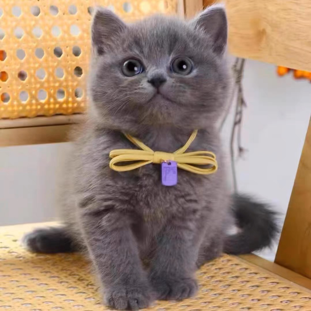 大胖脸蓝猫