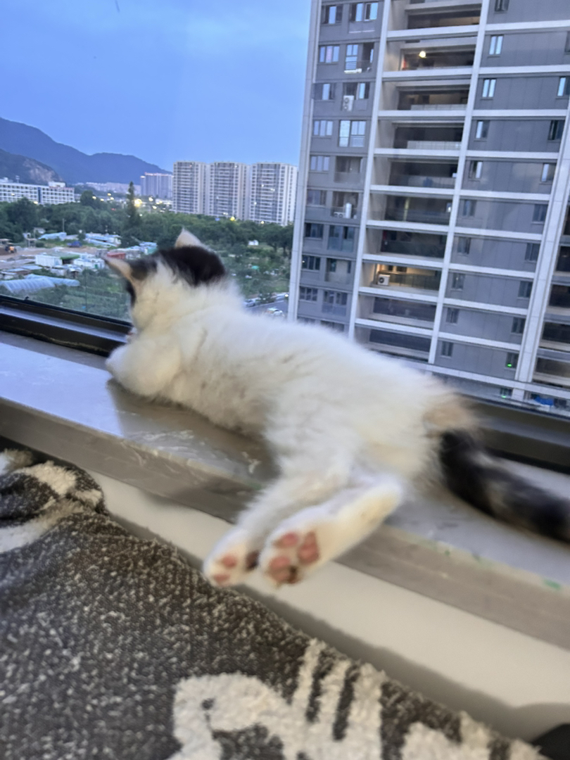 杭州家养小猫，漂亮三花，非猫舍猫，出完就没