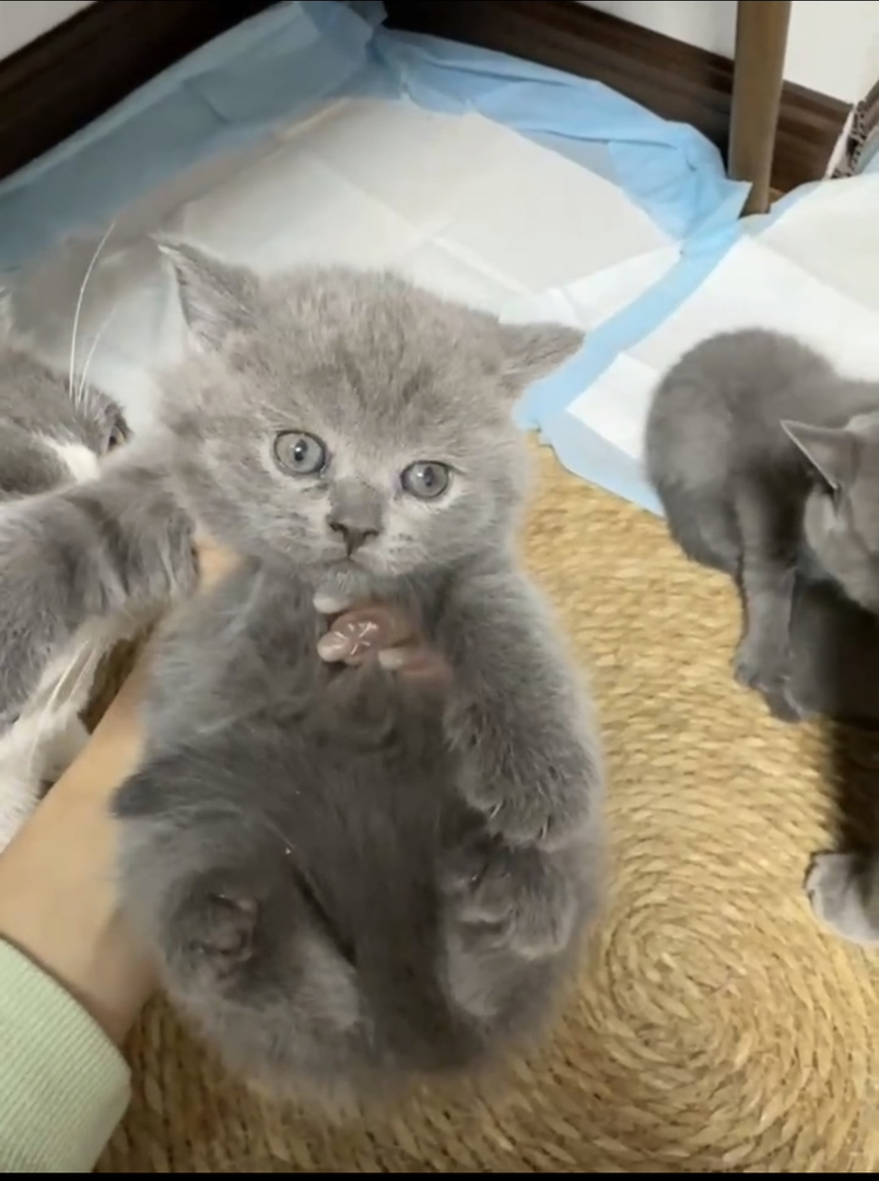 蓝猫弟弟妹妹都有
