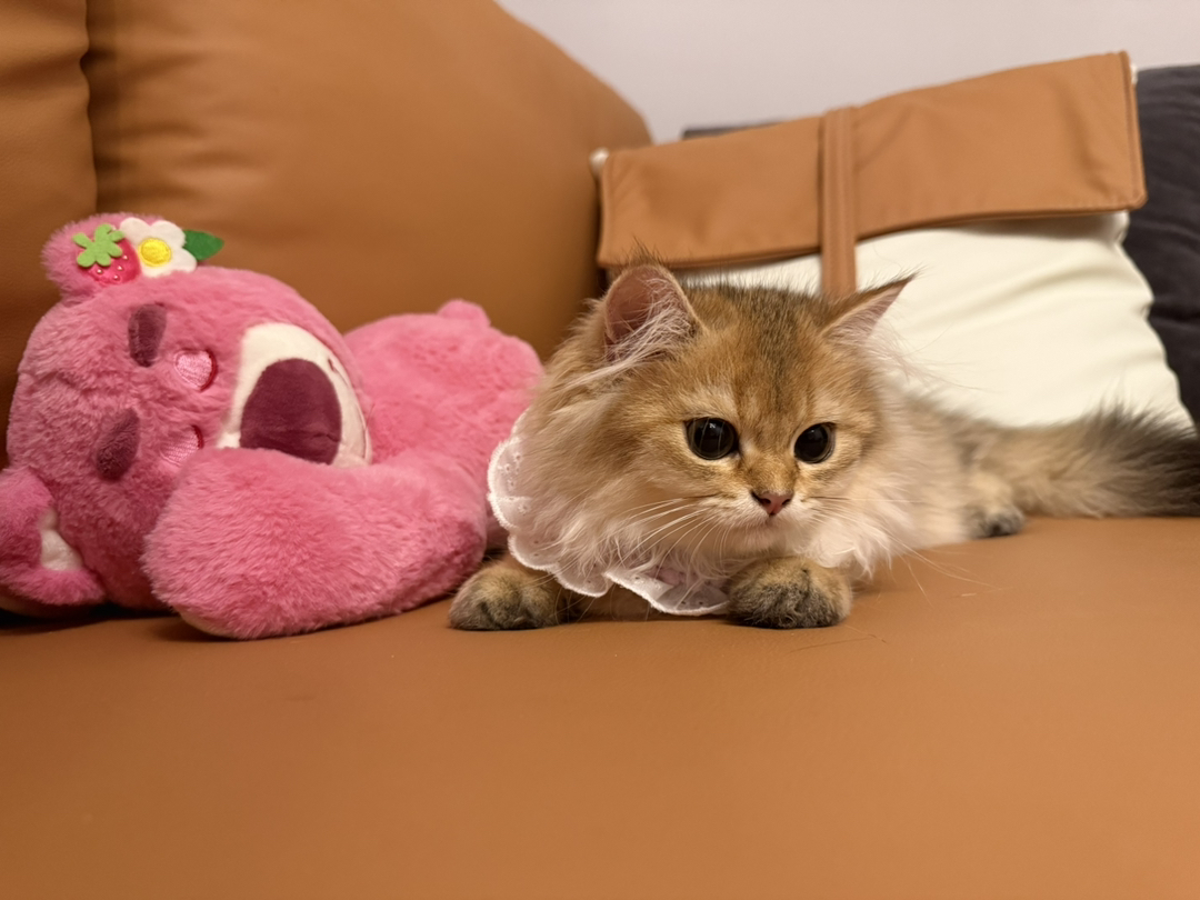 长毛金渐层妹妹 三个月 找一个有爱心有养猫经验的家长