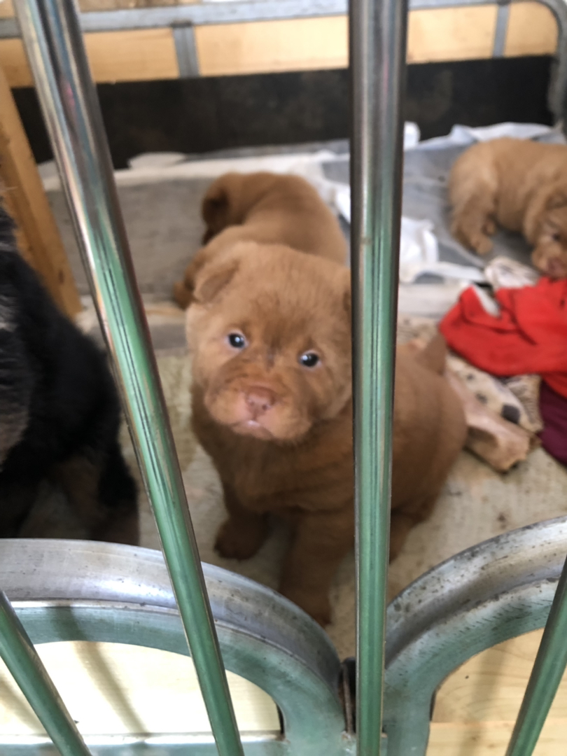 广东五红犬