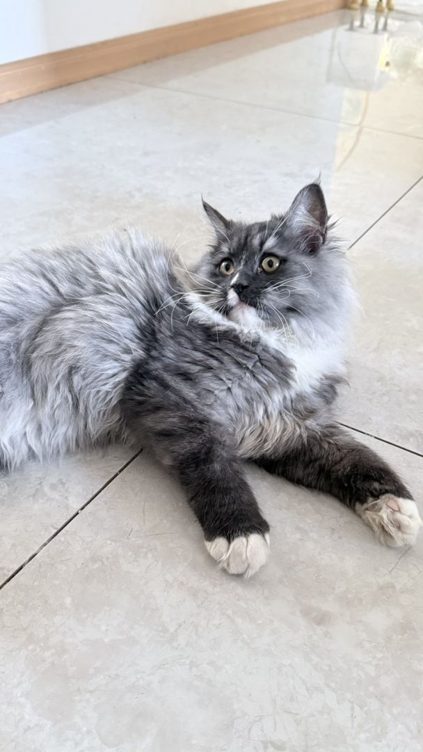 英国长毛猫。霸气的外表，柔软的性格，超级乖的崽