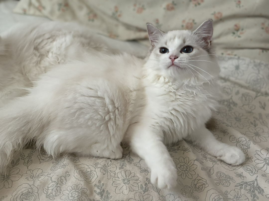 四个月布偶猫男宝，颜值高性格好