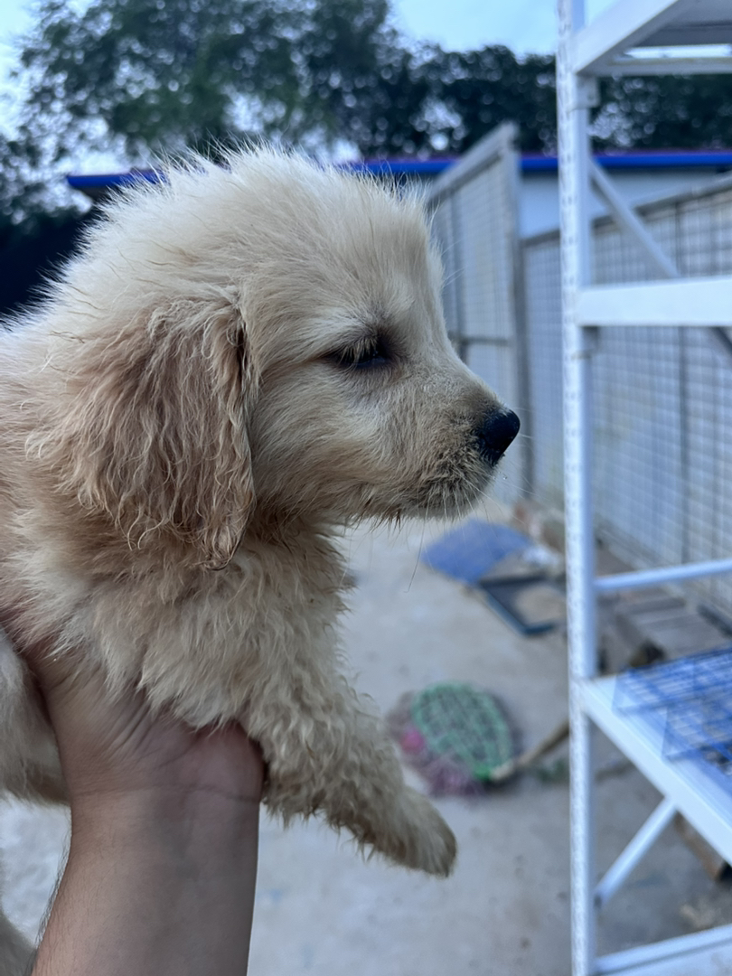 金毛幼犬，可爱活泼，性格温顺，适合家庭养殖