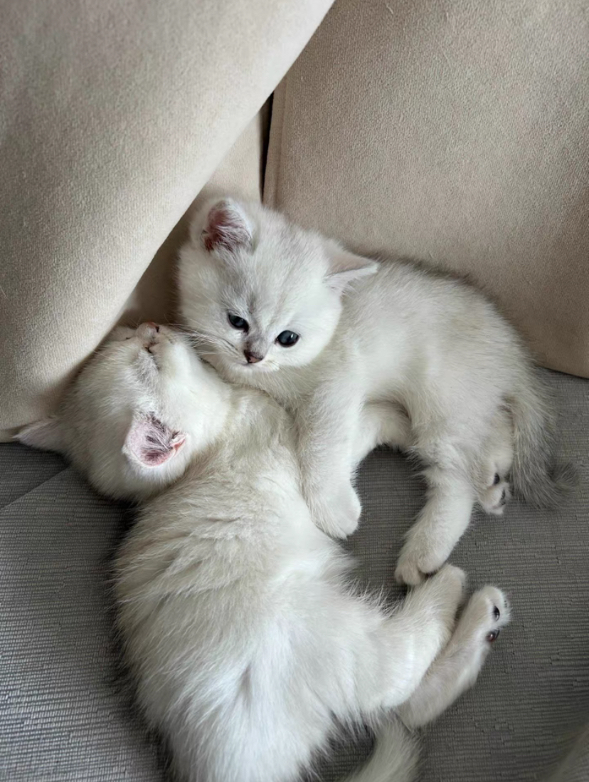 银渐层猫咪，大包子脸，颜值超高，温柔可爱，你的贴心小伴侣