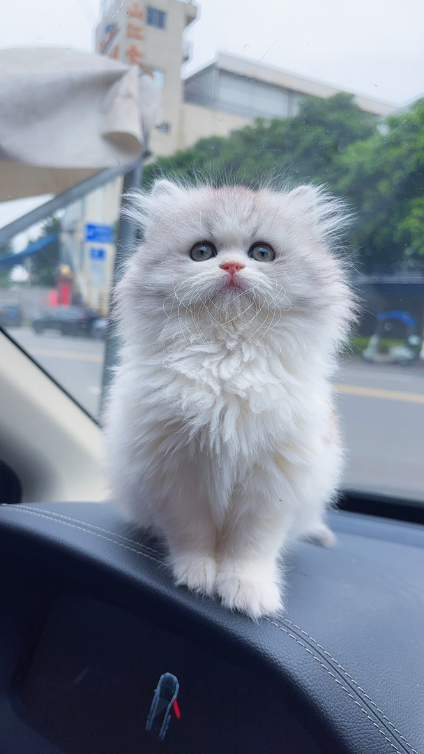 英国长毛猫
