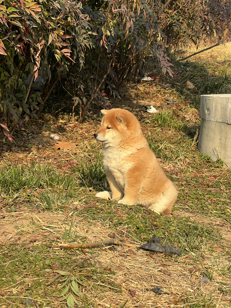 柴犬