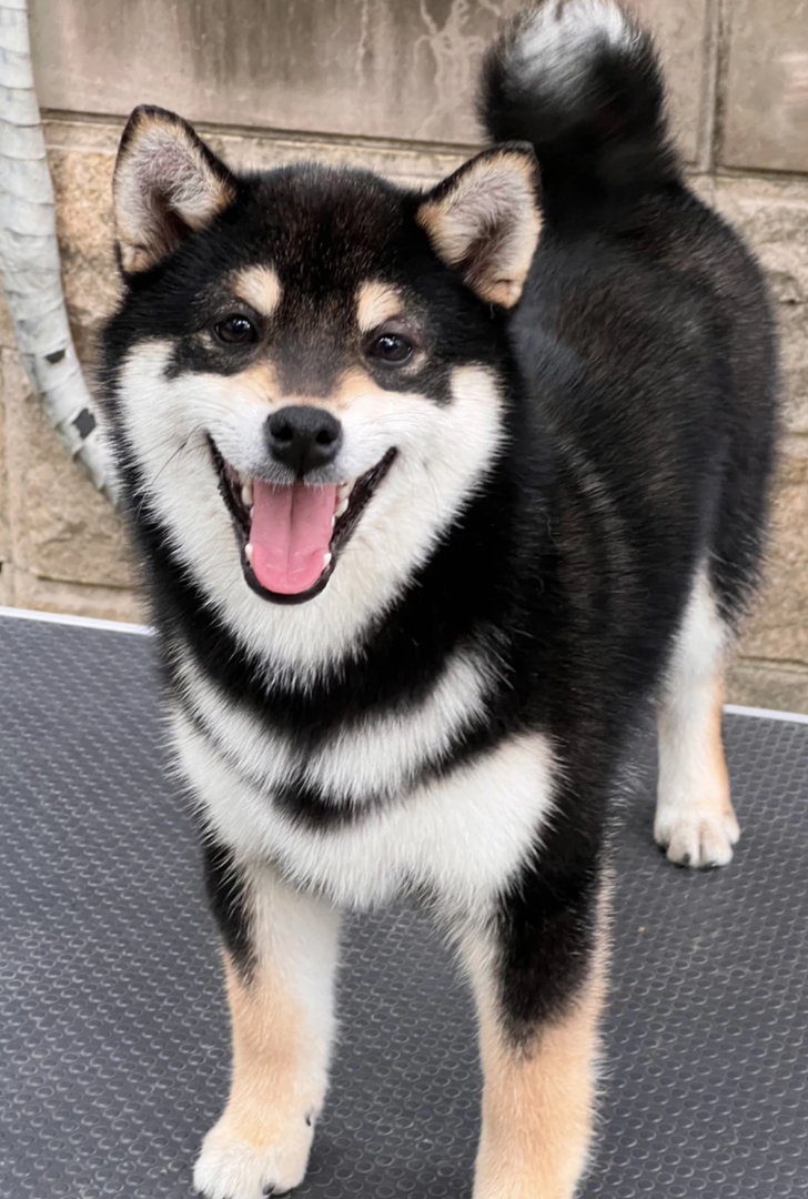 双血统黑色柴犬