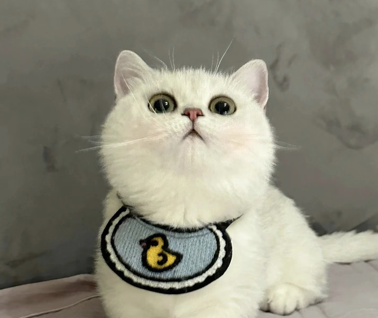 英国短毛猫,毛白如雪,大眼萌态,温顺乖巧惹人