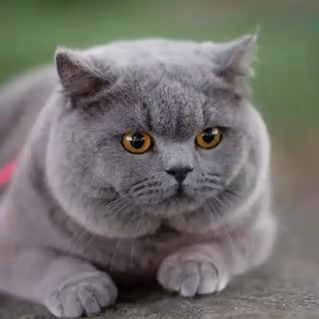 英国短毛猫,圆润大眼,毛短易打理,萌宠首选