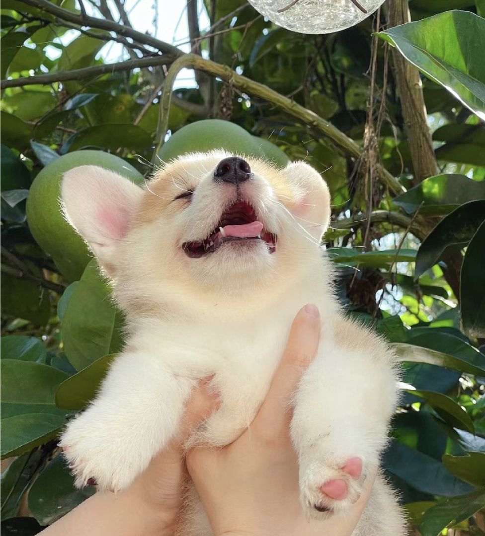 可爱柯基幼犬，吐舌卖萌，小短腿大耳朵萌翻你