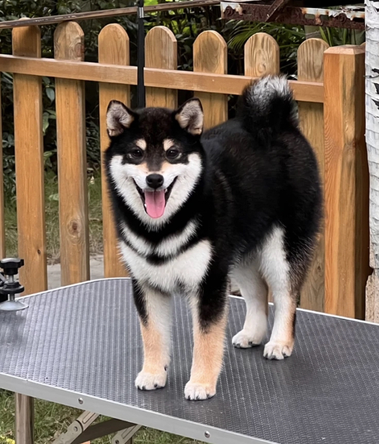 双血统黑色柴犬