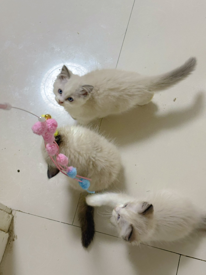 可爱布偶猫，蓝眼长毛颜值高，性格温顺乖巧惹人爱