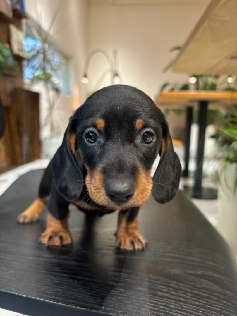 腊肠幼犬，黑棕相间颜值高，活泼可爱惹人爱