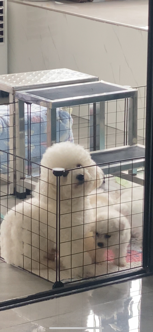 可爱比熊犬，圆眼卷毛超萌，性格温顺，是贴心小伴侣