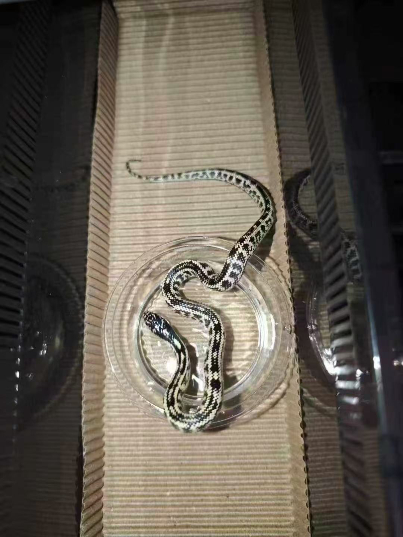 小醋包原色王蛇苗子包活好养适合新手，蛇不能也不需要打疫苗