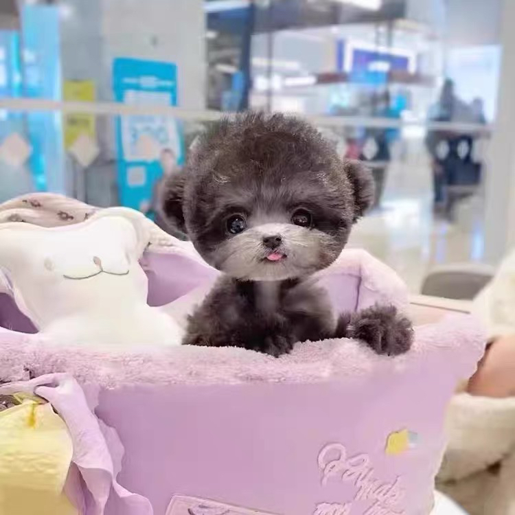 萌系泰迪犬，毛卷似泰迪熊，小巧可爱超迷人