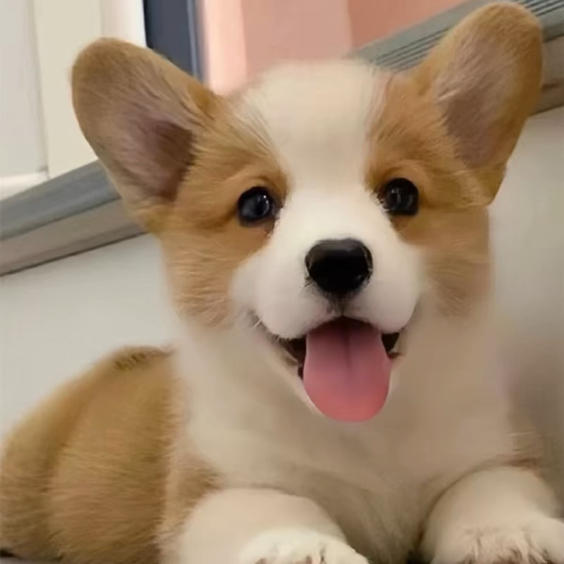 双色柯基犬❤️平台推荐