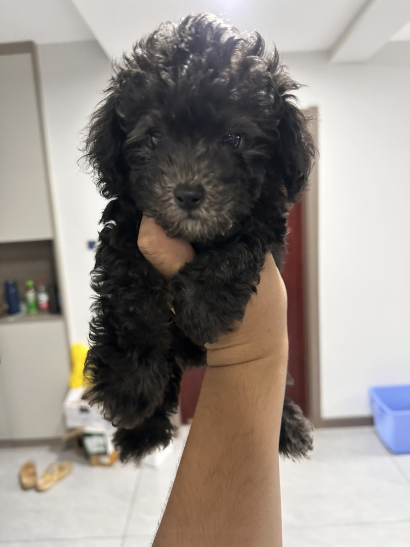 可爱泰迪犬，卷毛蓬松，小巧机灵，相伴生活的暖心萌宠