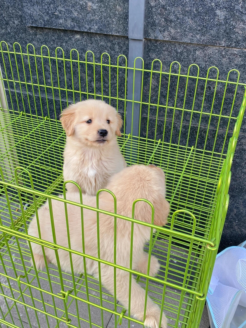金毛幼犬,可爱乖巧,毛发柔软,是理想的家庭伴侣