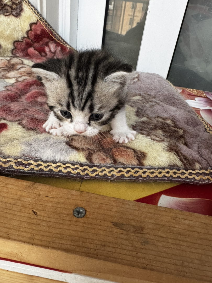 美国短毛猫幼崽，颜值爆表，性格乖巧，养宠首选