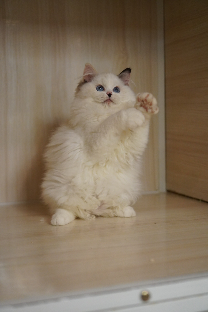 高颜值布偶猫，蓝眼白毛仙气足，温顺可爱的贴心伴侣