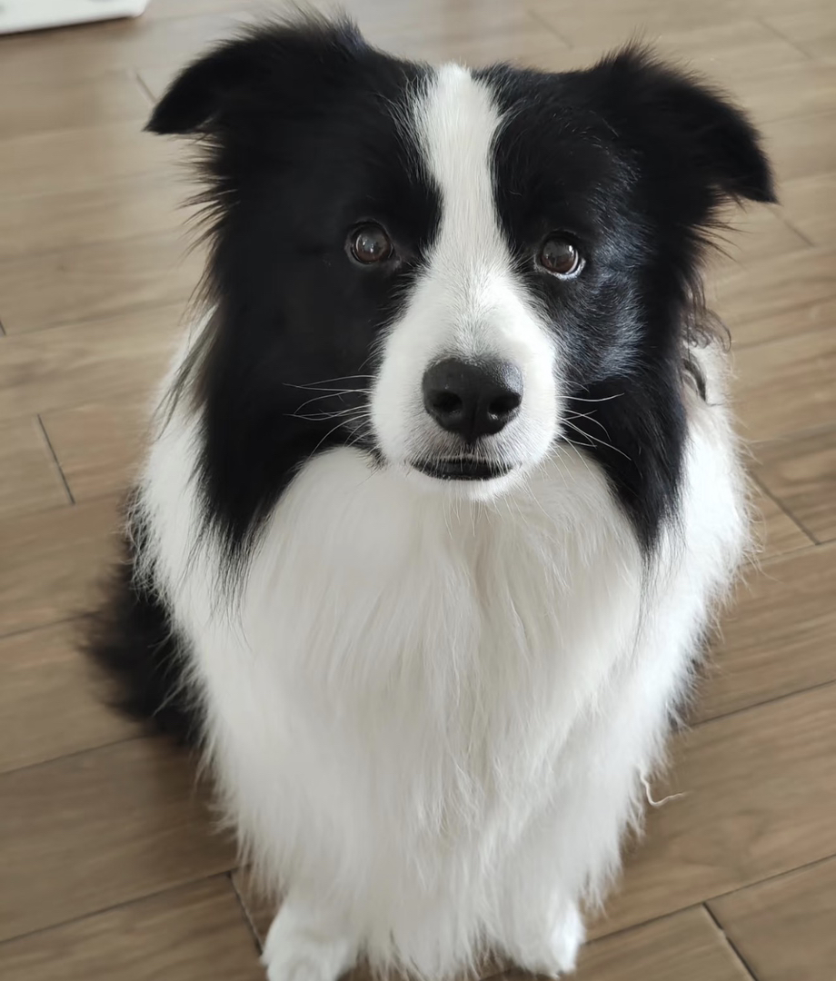 出售成犬边牧❤️七白三通