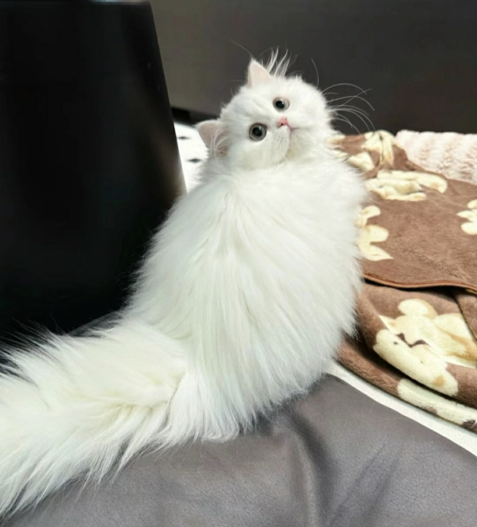 金吉拉仙女猫