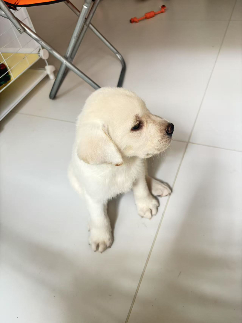 可爱拉布拉多幼犬，温顺乖巧，陪伴家人的最佳宠物