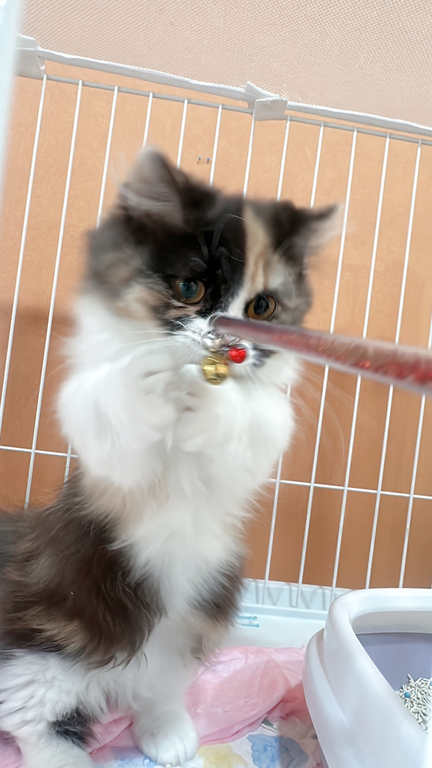 三花妹妹米努特