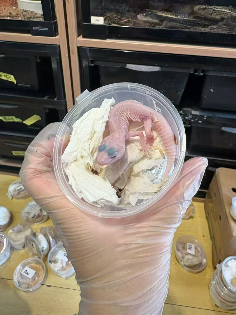 豹纹守宫苗子一物一图包邮包活包风险好养适合新手