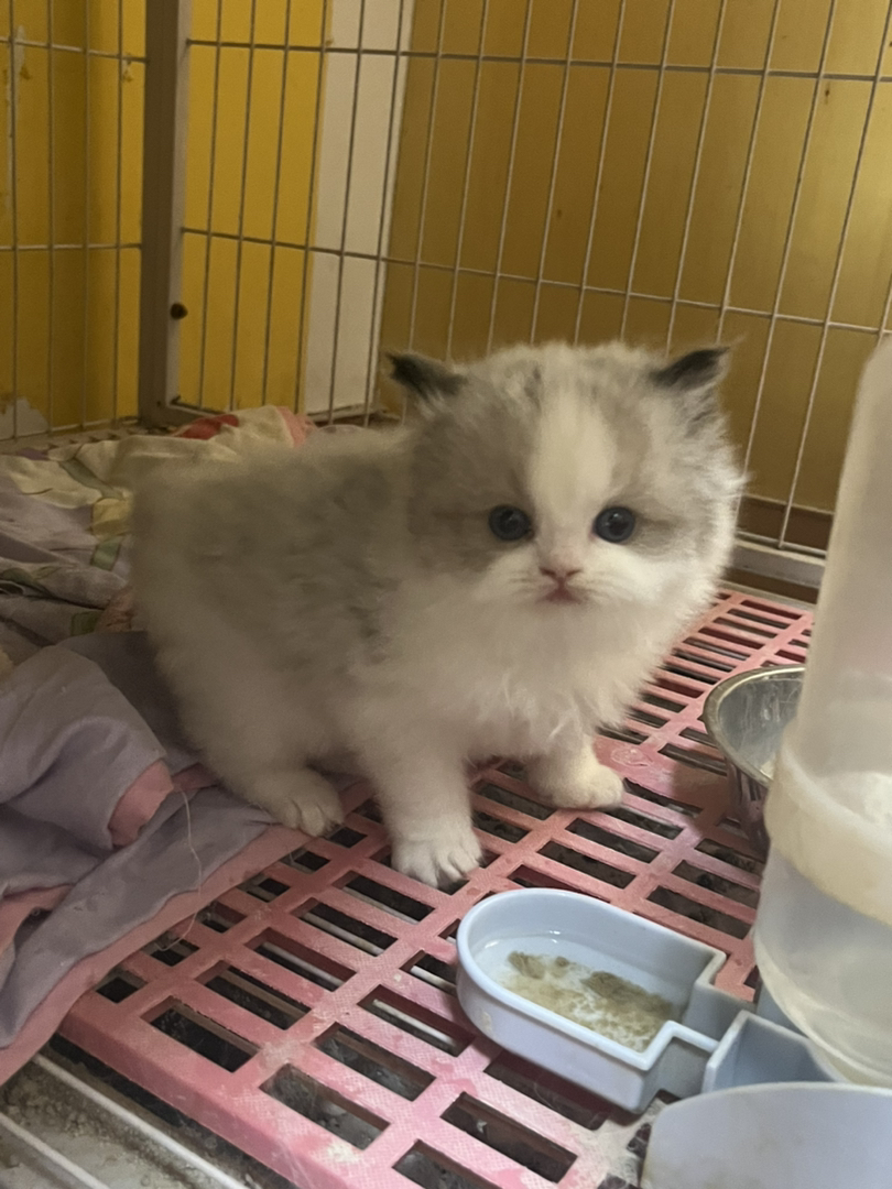 布偶猫