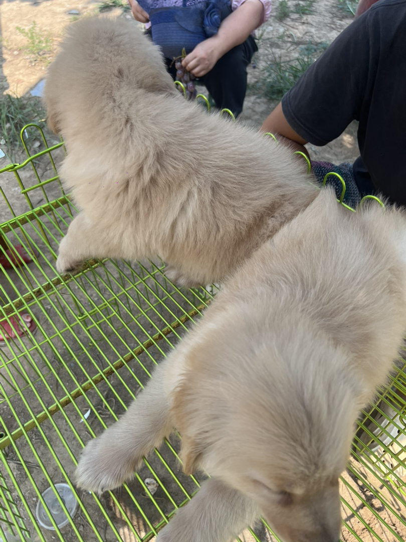 金毛幼犬(金毛寻回犬),毛发金黄蓬松,温顺可爱,家庭陪伴、伴侣犬佳选