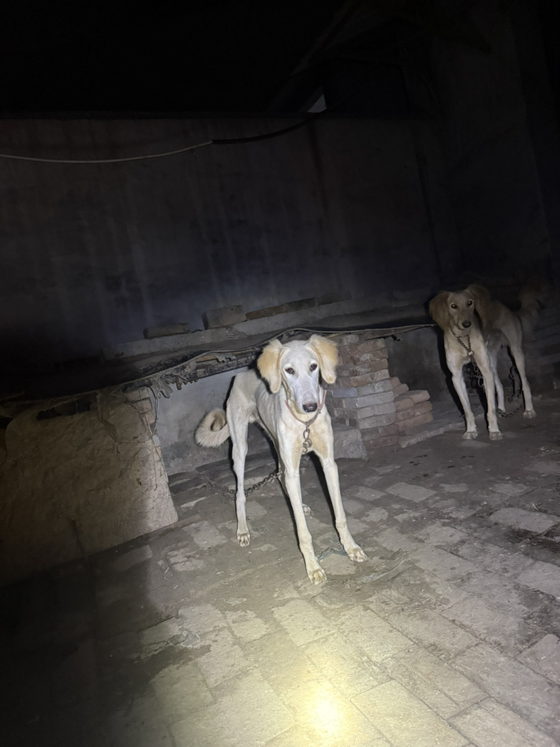 中华细犬 聊城本地细山东细犬，小公腊月生 听话粘人看家护院