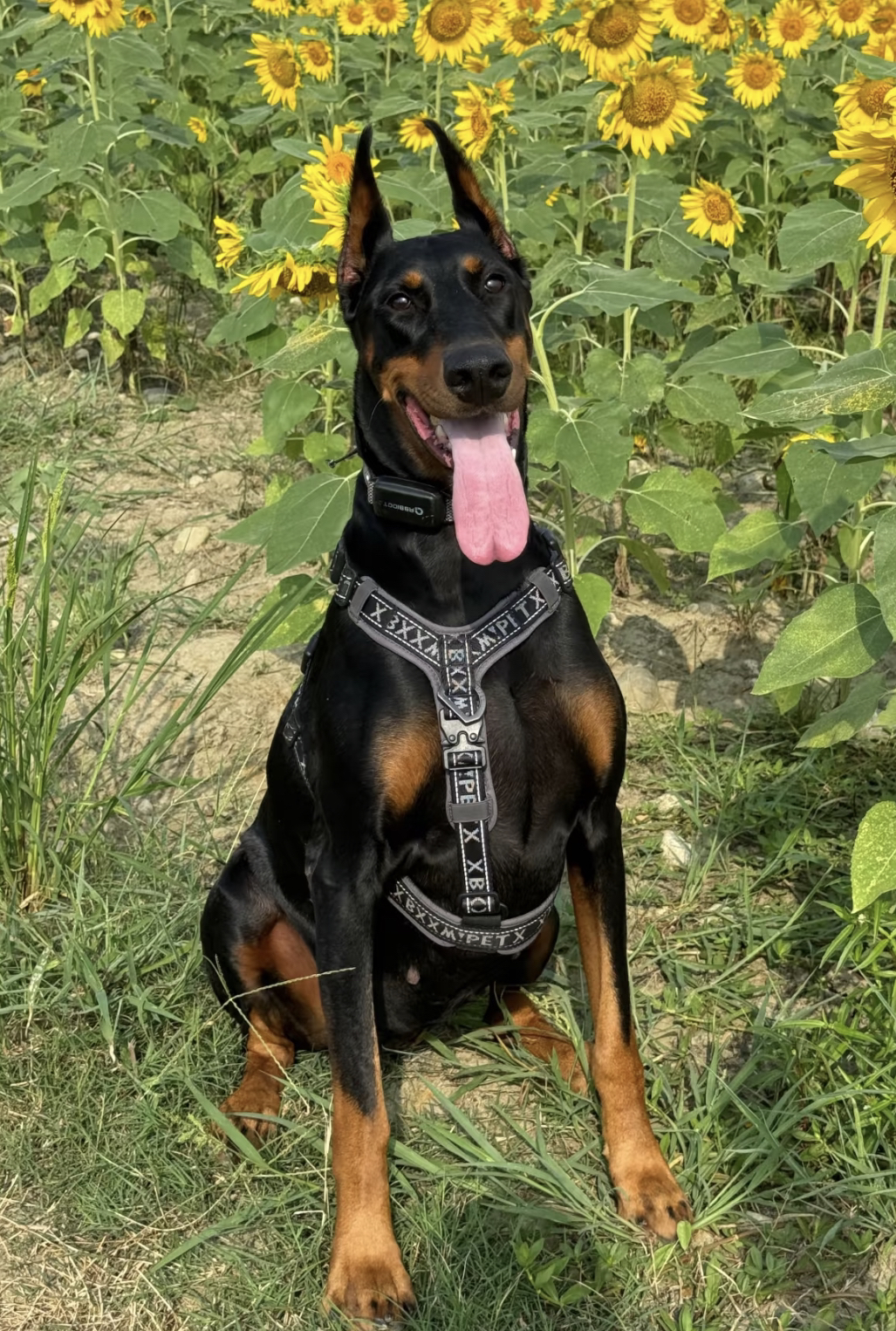 双血统杜宾犬❤️平台推荐