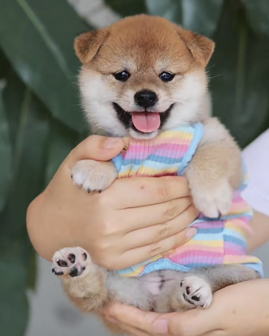 双血统柴犬❤️平台推荐