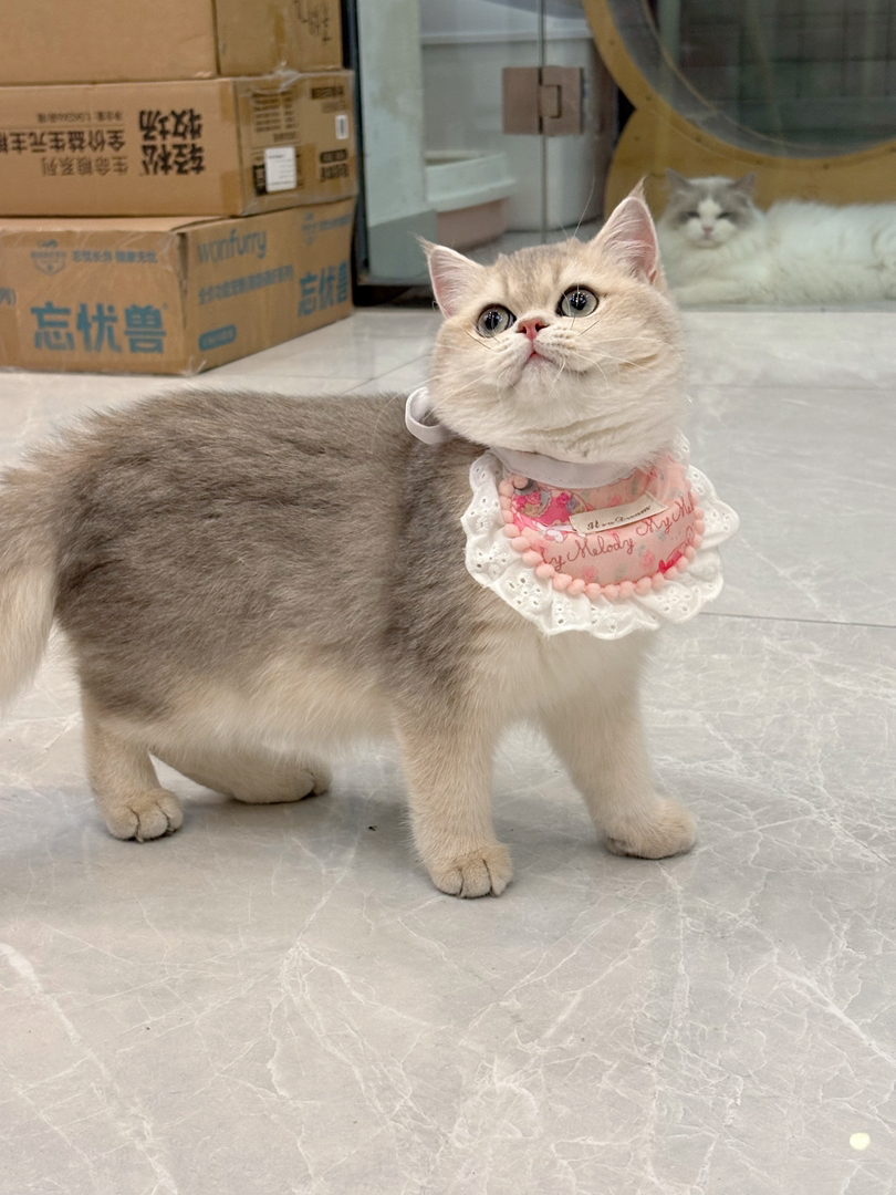 纯血统精品蓝金妹妹🐱