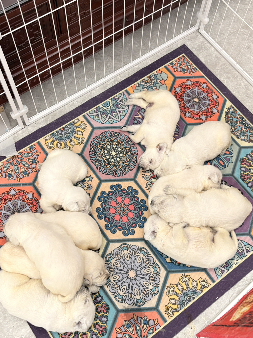 自家纯种母狗拉布拉多生的拉布拉多幼犬